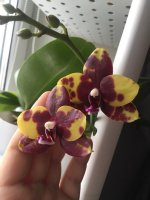 Phal. Mituo Diamond 1.jpg