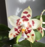 Phal. Yaphon Gelacea 1.jpg