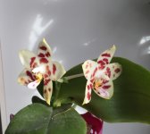 Phal. Yaphon Gelacea 2.jpg