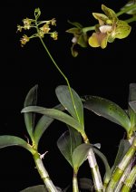 Dendrobium bifalce 2.jpg
