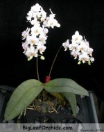 Phal Jong's Celebe Amah 'Peter Lin' (Rong Guan Amah X celebensis).jpg