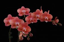 image-orchidfloriculture-41288.jpg