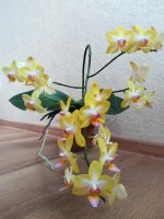 Phal Yuanshan Sweet Girl2.jpg