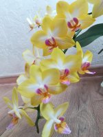 Phal Yuanshan Sweet Girl9.jpg