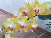 Phal Yuanshan Sweet Girl12.jpg