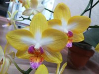 Phal Yuanshan Sweet Girl14.jpg