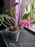 Cattleya Venosa (loddigesii x forbesii).jpg