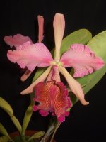 Cattleya Dowiana Rosita.JPG