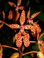 Renanthera_monachica.jpg