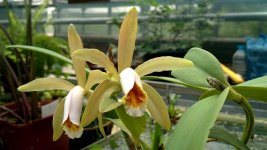 Cattleya forbesii 1.jpg