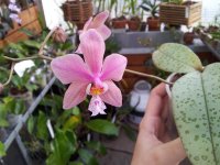 Фаленопсис Phalaenopsis mannii x sch.jpg