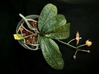 Фаленопсис Phalaenopsis mannii x sch.jpg