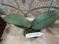 Phal Schilleriana Х Phal mannii black (Siilver Leaf)2.jpg