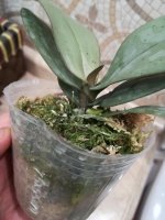 Phal Schilleriana Х Phal mannii black (Siilver Leaf)4.jpg