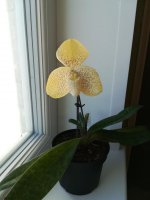 Paphiopedilum concolor6.jpg