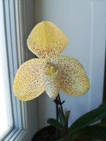 Paphiopedilum concolor8.jpg