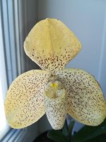 Paphiopedilum concolor7.jpg