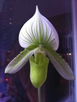 Paphiopedilum Hilo Citron3.jpg