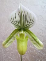 Paphiopedilum Hilo Citron10.jpg