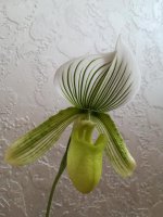 Paphiopedilum Hilo Citron5.jpg