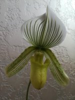 Paphiopedilum Hilo Citron12.jpg