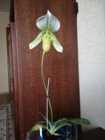 Paphiopedilum Hilo Citron17.jpg