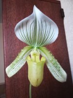 Paphiopedilum Hilo Citron18.jpg