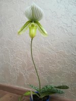 Paphiopedilum Hilo Citron7.jpg