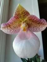 Paphiopedilum micranthum var eburneum2.jpg