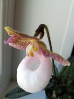 Paphiopedilum micranthum var eburneum3.jpg