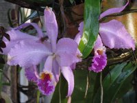 Cattleya_mossiae_(dew_in_Venezuela).jpg