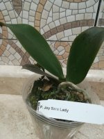 Phal Joy Sara Lady Nancy1.jpg