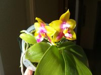 Phal Yaphon Eagle Eye 15.jpg