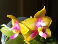 Phal Yaphon Eagle Eye 11.jpg