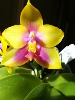 Phal Yaphon Eagle Eye 14.jpg