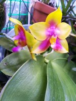 Phal Yaphon Eagle Eye 07.jpg