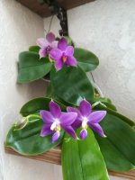 Phal violacea indigo x Phal. tetraspis  и Phal. Samera1.jpg