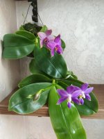 Phal violacea indigo x Phal. tetraspis  и Phal. Samera2.jpg