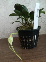 Masdevallia andreettana1.jpg