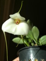 Masdevallia andreettana17.jpg