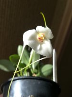 Masdevallia andreettana22.jpg