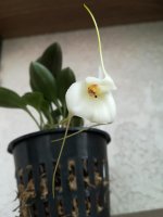 Masdevallia andreettana8.jpg