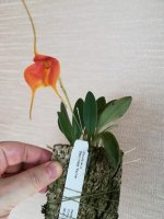 Masdevallia Dean Haas 'Rachel'13.jpg