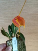 Masdevallia Dean Haas 'Rachel'16.jpg