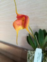 Masdevallia Dean Haas 'Rachel'22.jpg