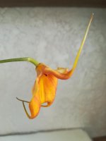 Masdevallia Dean Haas 'Rachel'3.jpg