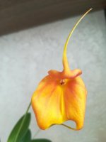 Masdevallia Dean Haas 'Rachel'4.jpg