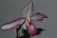 Paph.delenatii c.x Paph.rothschildianum.jpg