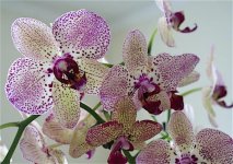 Phalaenopsis 'Cleopatra'.jpg