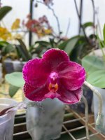 Phal Zheng Min Chameleon 'Prince'.jpg